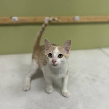 GASTON -  Domestic Short Hair Cat for Adoption in Kyle, Texas - GASTON | PetCurious