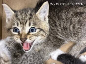 A382661 -  Domestic Short Hair Cat for Adoption in Ocala, Florida - A382661 | PetCurious