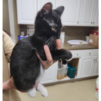 Rescue Tuxedo and Domestic Short Hair Cats for Adoption in Clarksville, Virginia - Spencer Tracy | PetCurious