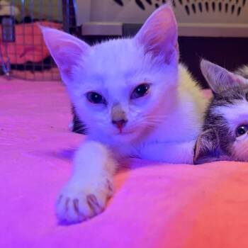 Burritoto -  Domestic Short Hair Cat for Adoption in Bristol, Indiana - Burritoto | PetCurious