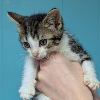 Ludahiss -  Domestic Short Hair Cat for Adoption in Johnstown, Pennsylvania - Ludahiss | PetCurious