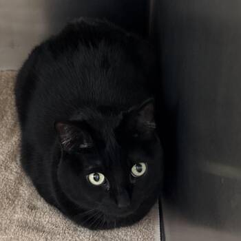 Elsa -  Domestic Short Hair Cat for Adoption in Council Bluffs, Iowa - Elsa | PetCurious