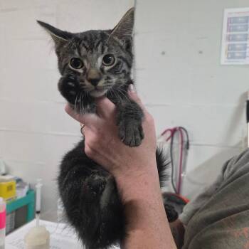 Cottonelle -  Domestic Medium Hair Cat for Adoption in Clanton, Alabama - Cottonelle | PetCurious