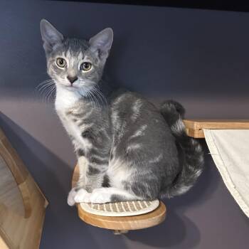 David -  Domestic Short Hair Cat for Adoption in Ephrata, Pennsylvania - David | PetCurious