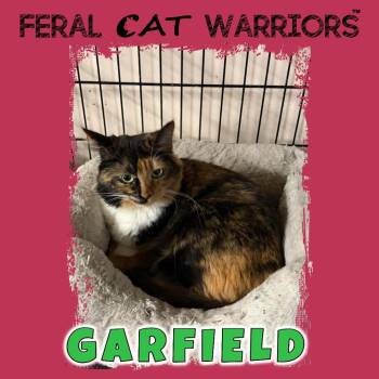 Domestic Long Hair Cats Available for Adoption in Kingman, Arizona - Garfield | PetCurious