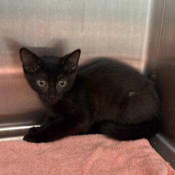 Broccoli -  Domestic Short Hair Cat for Adoption in Morganton, North Carolina - Broccoli | PetCurious