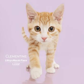 Domestic Short Hair Cats Available for Adoption - Clementine | PetCurious