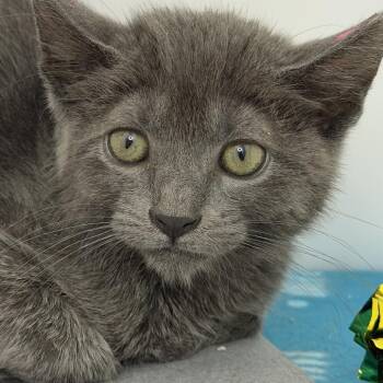 Tokidoki -  Domestic Short Hair Cat Available for Adoption in Los Angeles, California - Tokidoki | PetCurious