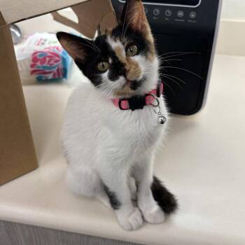 Glameow -  Domestic Medium Hair Cat for Adoption in Beaumont, Texas - Glameow | PetCurious