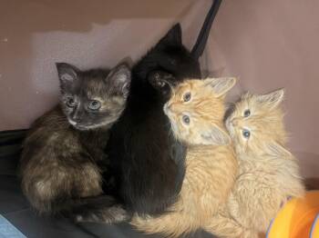 Sparkler -  Domestic Short Hair Cat for Adoption in Fruit Heights, Utah - Sparkler | PetCurious