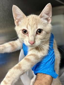 Turkey -  Domestic Short Hair Cat for Adoption in Wichita, Kansas - Turkey | PetCurious