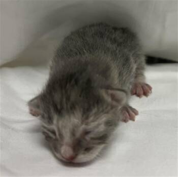 Domestic Short Hair Cats Available for Adoption in Doral, Florida - PIPPA | PetCurious