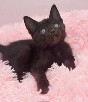 Weedle -  Domestic Short Hair Cat for Adoption in Covington, Louisiana - Weedle | PetCurious
