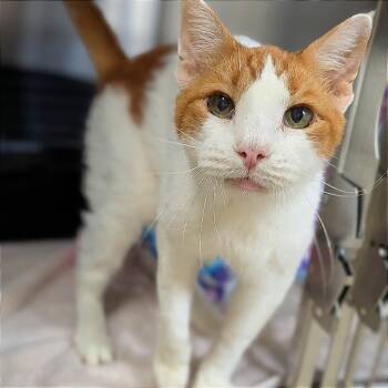 Walter -  Domestic Short Hair Cat for Adoption in Buchanan Dam, Texas - Walter | PetCurious