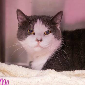 Hot Pocket -  Domestic Short Hair Cat for Adoption in Mentor, Ohio - Hot Pocket | PetCurious