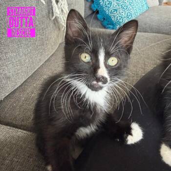 Brussels sprout -  Domestic Short Hair Cat for Adoption in Vancouver, British Columbia - Brussels Sprout | PetCurious