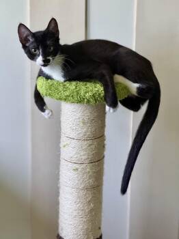 Domestic Short Hair Cats Available for Adoption in Johnson City, Tennessee - Norah | PetCurious