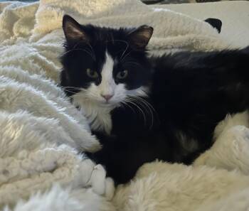 Domestic Long Hair Cats Available for Adoption - Milo | PetCurious