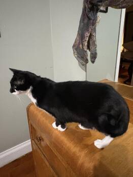 Rescue Tuxedo Cats for Adoption in Lititz, Pennsylvania - Fiona | PetCurious