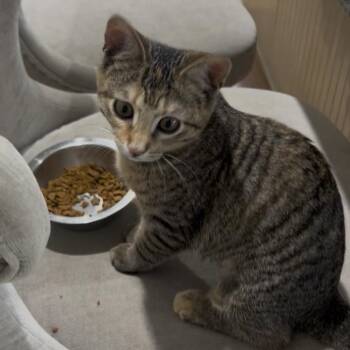 Patches A25-257 -  Domestic Short Hair Cat Available for Adoption in Santa Rosa Beach, Florida - Patches A25-257 | PetCurious