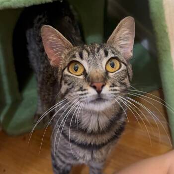 Gemma -  Domestic Short Hair Cat for Adoption in Goleta, California - Gemma | PetCurious