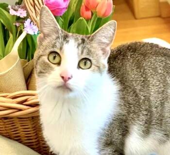 Rescue Domestic Short Hair Cats for Adoption in Perry, Iowa - Violet | PetCurious