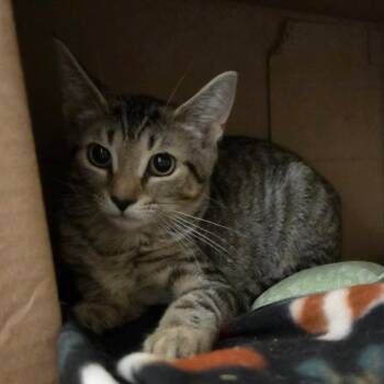 Samson Swirl Markings -  Domestic Short Hair Cat for Adoption in Ballston Spa, New York - Samson Swirl Markings | PetCurious