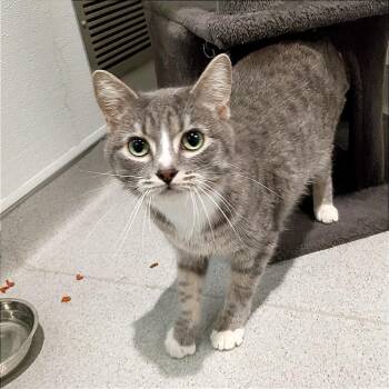Domestic Short Hair Cats Available for Adoption in Murray, Utah - Tilly | PetCurious