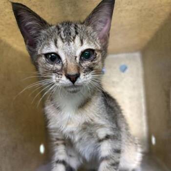 Asher -  Domestic Short Hair Cat for Adoption in San Gabriel, California - Asher | PetCurious