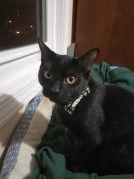 Rescue Domestic Short Hair Cats for Adoption in Lawrenceville, Georgia - Soup | PetCurious