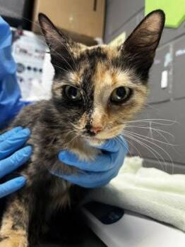 Domestic Short Hair Cats Available for Adoption in Fort Worth, Texas - Ariel | PetCurious
