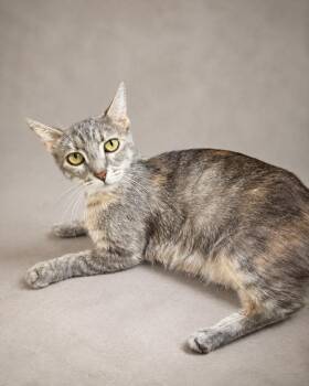 Oshamia -  Tabby Cat for Adoption in Miami, Florida - Oshamia | PetCurious