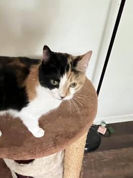 Callie -  Calico Cat for Adoption in Hoffman Estates, Illinois - Callie | PetCurious