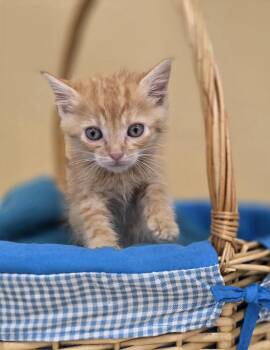 Rescue Domestic Short Hair Cats for Adoption in Park Rapids, Minnesota - Deedle | PetCurious