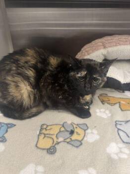 Domestic Short Hair Cats Available for Adoption in Hilton Head Island, South Carolina - Cheerwine | PetCurious