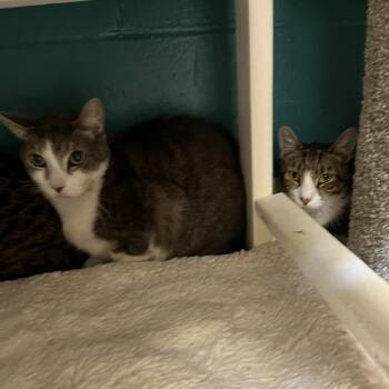 Banana (20) -  Domestic Short Hair Cat for Adoption in Bedford, New Hampshire - Banana (20) | PetCurious