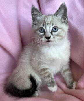 Usha -  Siamese and Domestic Short Hair Cat for Adoption in Hood River, Oregon - Usha | PetCurious