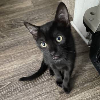 Rescue Domestic Short Hair Cats for Adoption in Lynchburg, Virginia - Clover | PetCurious