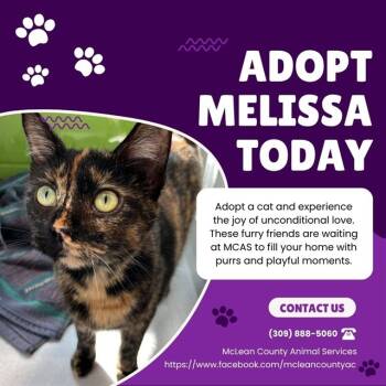 Rescue Domestic Short Hair Cats for Adoption in Bloomington, Illinois - MELISSA | PetCurious