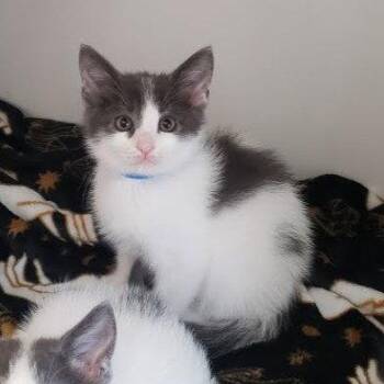 Sammi (bonded w/ Comma) -  Domestic Short Hair Cat for Adoption in Oakland, California - Sammi (bonded W/ Comma) | PetCurious