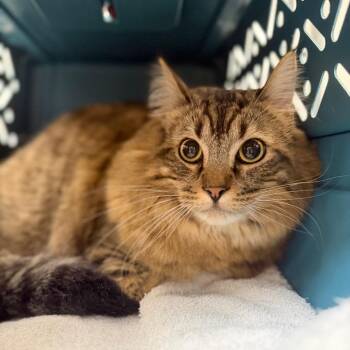 Tobias -  Domestic Long Hair Cat for Adoption in Sarasota, Florida - Tobias | PetCurious