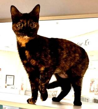 Domestic Short Hair Cats Available for Adoption in Stratham, New Hampshire - Helium | PetCurious
