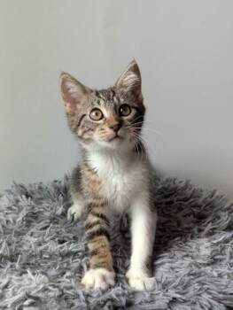 Daisy 5220 -  Domestic Short Hair Cat for Adoption in Bonsall, California - Daisy 5220 | PetCurious