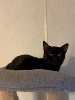 Licorice -  Domestic Short Hair Cat Available for Adoption in Parsons, West Virginia - Licorice | PetCurious