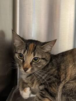 Domestic Short Hair Cats Available for Adoption in Hilton Head Island, South Carolina - Trumpet | PetCurious
