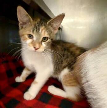 Franny -  Domestic Long Hair and Domestic Short Hair Cat for Adoption in Baraboo, Wisconsin - Franny | PetCurious