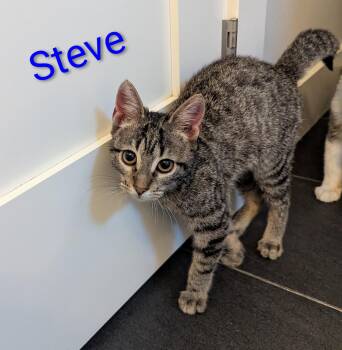 Steve -  Domestic Short Hair Cat for Adoption in West Richland, Washington - Steve | PetCurious