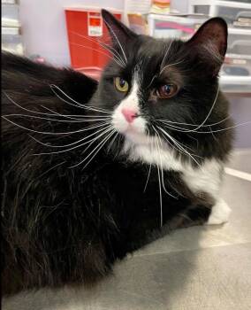 CAPPUCCINO -  Domestic Medium Hair Cat for Adoption in Muskegon, Michigan - CAPPUCCINO | PetCurious