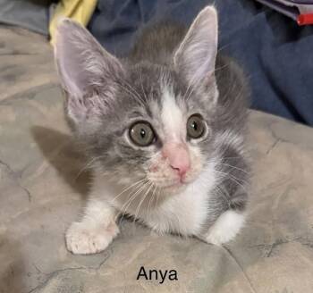 Domestic Short Hair Cats Available for Adoption in Safety Harbor, Florida - Anya | PetCurious