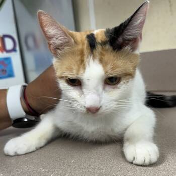 Rescue Domestic Short Hair Cats for Adoption in Salisbury, Maryland - Vibrant | PetCurious